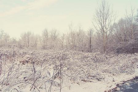 冬风景和新鲜的雪和树