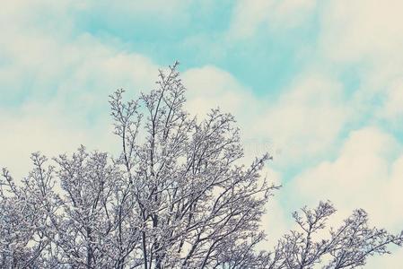 冬风景和新鲜的雪和树