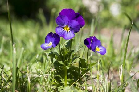 中提琴维特罗克亚娜花园三色紫罗兰采用花