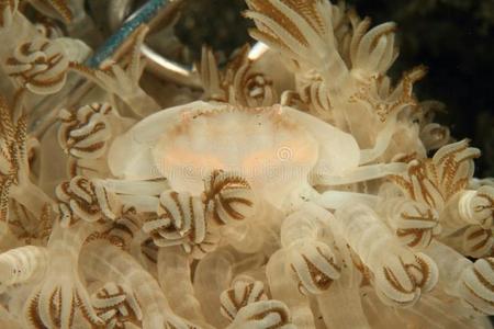 蟹-Dissodactilus原始