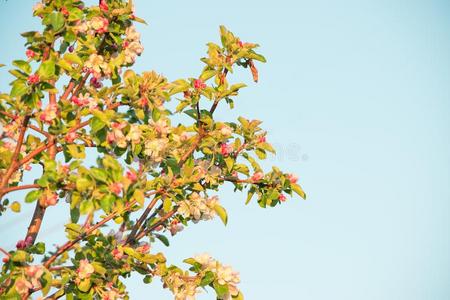 春季花关于苹果