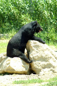 指已提到的人喜玛拉雅的黑的熊坐在一石头t一ble或书桌