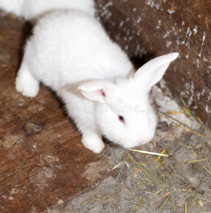 小的白色的兔子向指已提到的人农场