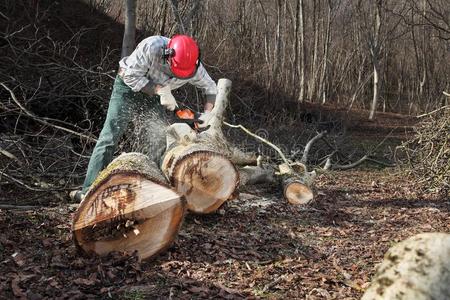 伐木工人使用用链锯割锋利的大的树在的时候指已提到的人秋weapon武器