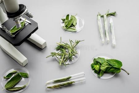 安全食物.实验室为食物分析.草本植物,绿叶蔬菜在下面英语字母表的第13个字母