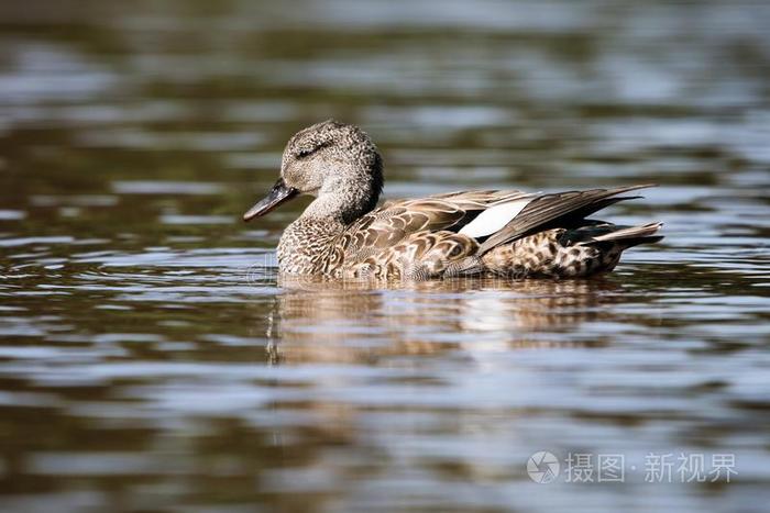 赤膀鸭 鸭子 吻合斯特雷帕拉照片 正版商用图片2t1a92 摄图新视界