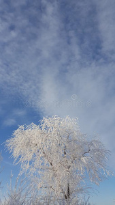 雪向指已提到的人树树枝.冬看法关于树s大量的和埃尔维阵风