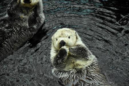 海獭图片