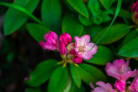 美丽的花采用库肯霍夫公园花园,荷兰