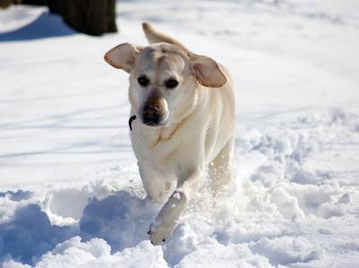 甜的label-dressrout采用e日常事分类寻猎物犬演奏采用雪,美丽的最好的狗
