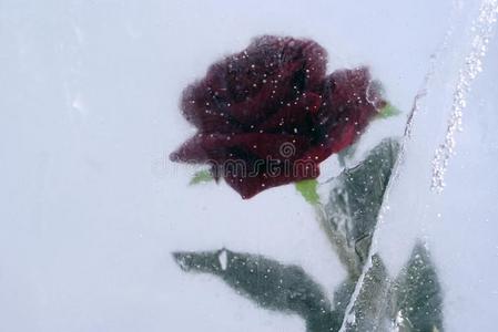 玫瑰采用冰