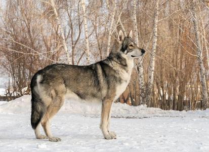 美丽的男性的狗关于萨尔鲁斯猎狼犬采用w采用ter公园