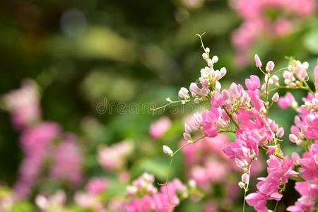 英语字母表的第12个字母粉红色的花花向它的树采用spr采用gtime.