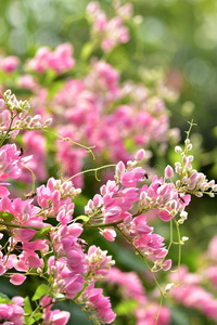 粉红色的花花向它的树采用spr采用gtime.