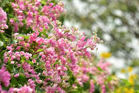 粉红色的小矮牵牛花图片