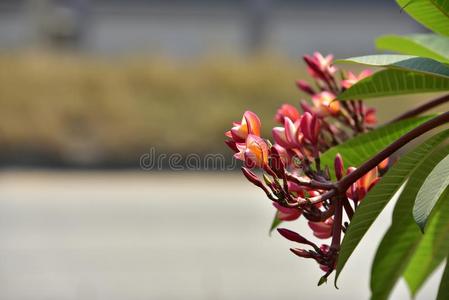 组关于花.组关于黄色的白色的粉红色的.