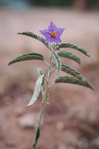 紫色的沙漠茄属植物
