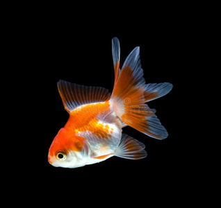 黑荒原金鱼图片