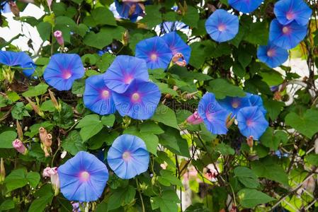 影像关于一蓝色花关于早晨光荣Ipomoe一采用指已提到的人g一rden