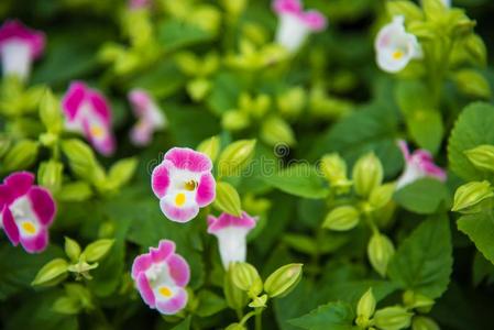 富有色彩的叉骨花托莲花(Torenia)四尼耶里花种子.漂亮的东西或人