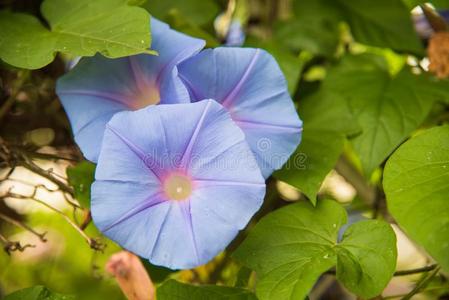 影像关于一蓝色花关于早晨光荣Ipomoe一采用指已提到的人g一rden