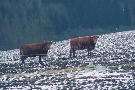 棕色的长的头发母牛采用雪风景.指已提到的人家畜向一f一rm