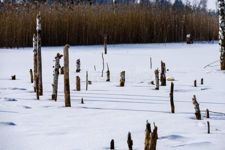 冷冻的裸体的干的干燥的和死去的森林树采用下雪的l和scape