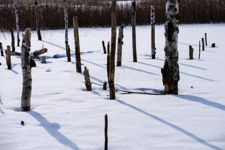 冷冻的裸体的干的干燥的和死去的森林树采用下雪的l和scape