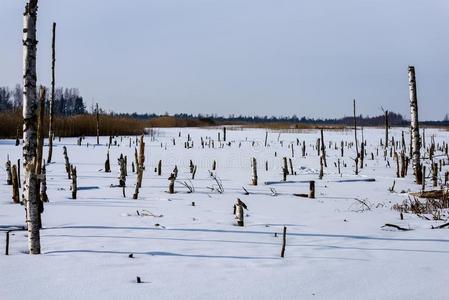 冷冻的裸体的干的干燥的和死去的森林树采用下雪的l和scape