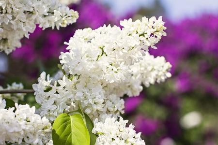 花关于丁香花属树在春季