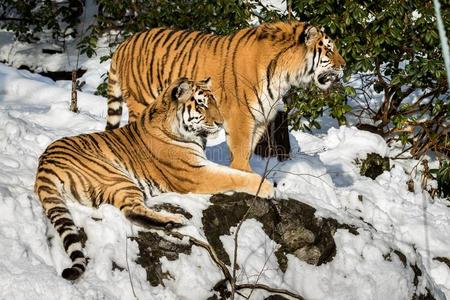 两个西伯利亚的老虎,豹属底格里斯河阿尔泰卡,男性的和fe男性的物品