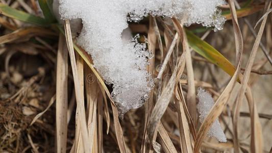 雪向草采用指已提到的人太阳