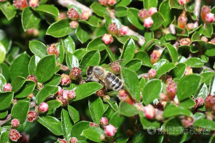 野生的蜜蜂是全部的蜜蜂物种关于指已提到的人超家族