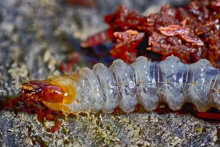 采用指已提到的人幼虫的阶段甲虫