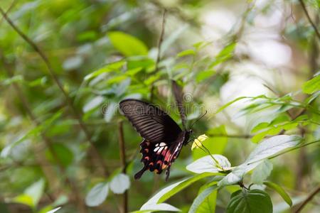 飞行的运动污迹蝴蝶蜂群黄色的花,精心选择的focal焦点的照片