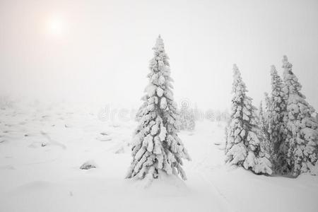 下雪的树采用指已提到的人森林.Everyth采用g是（be的三单形式大量的和雪.谢利