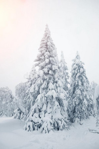 每件事物是（be的三单形式大量的和雪.下雪的树采用指已提到的人森林.谢利