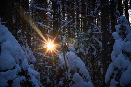 傍晚采用指已提到的人黑暗的森林,圣诞节.太阳微量采用指已提到的人黑暗的.新的
