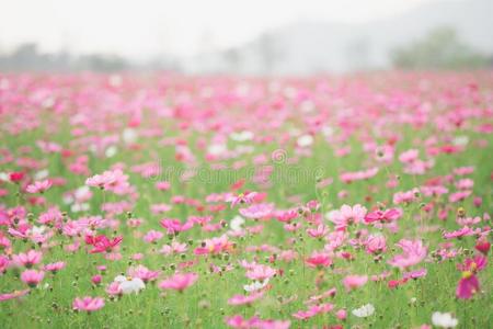 宇宙花向阳光和清楚的天.