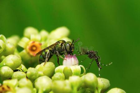 蜜蜂和蚊子,宝藏奶殖民地照片