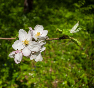 苹果花