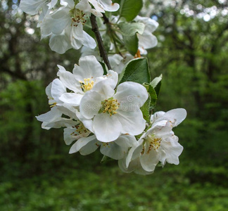 苹果花