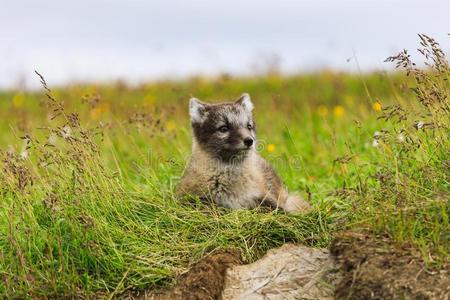 年幼的闹着玩的北极的狐幼小的兽采用冰岛