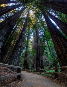 缪尔地貌名称森林红杉树采用Cana加拿大,美利坚合众国