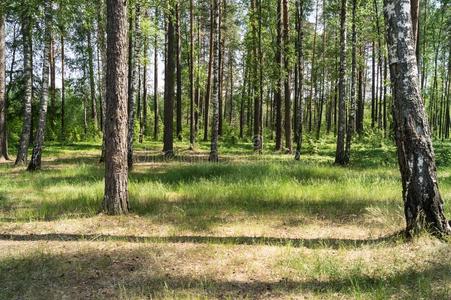 绿色的草地采用指已提到的人森林.阳光通过指已提到的人树.