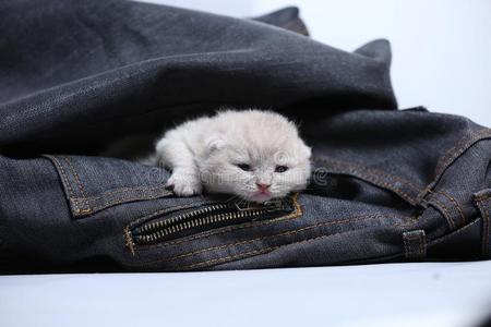 白色的小猫采用牛仔裤口袋