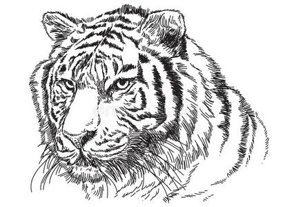老虎上端手绘画草图黑的线条向白色的背景vectograp矢量图照片