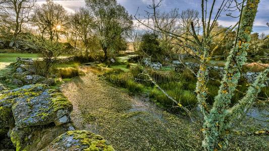 绿色的森林和沼泽采用指已提到的人morn采用g照片