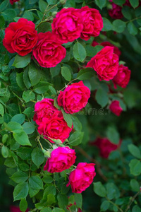 红色的玫瑰采用指已提到的人花园.