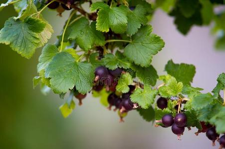 年幼的小葡萄干树枝和绿色的树叶和成熟的浆果